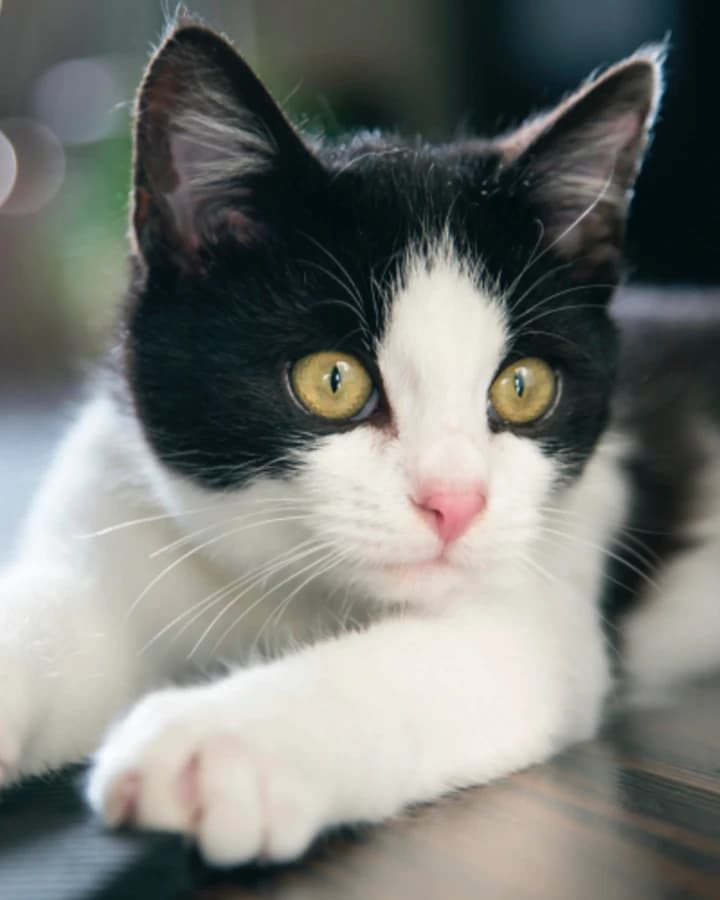 cute cat